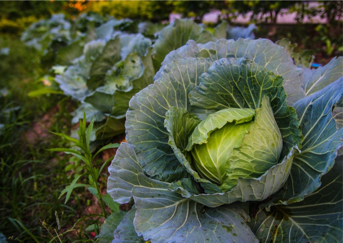 Atelier Hompot : initiation au potager – Août 2017